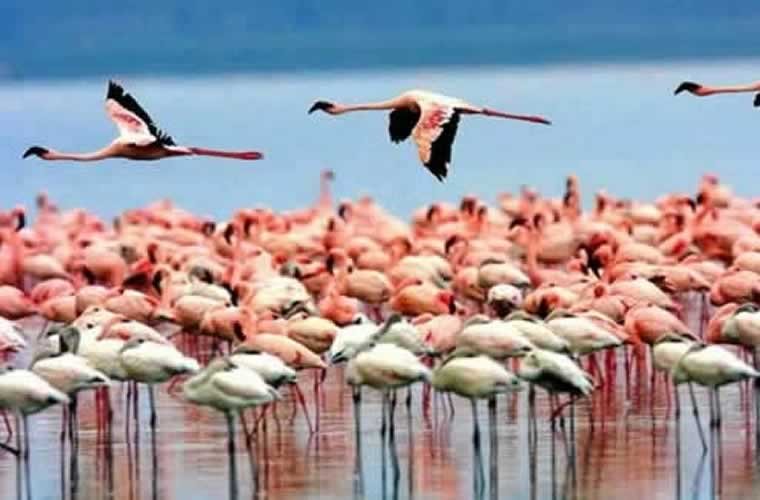 Effectuer une balade tranquille au sein du parc national du lac Manyara